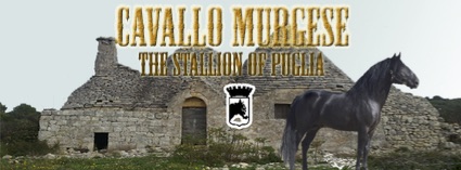 facebook cavallo 2