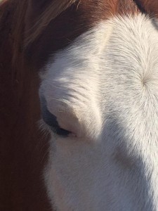 Immagini Puglia a Cavallo Magazine