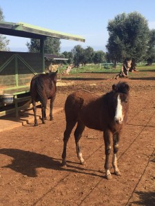 Puglia a Cavallo Magazine