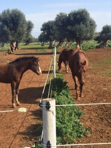 Puglia a cavallo Copyrither