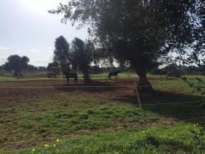 puglia cavallo magazine