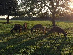 15369665_10208078676187038_130171816_o