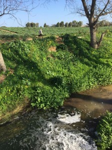 15423533_10208078677467070_1097554752_n