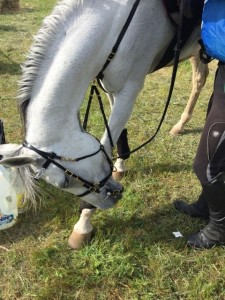 17361155_10208948682296647_1759300977_n