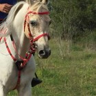 TORRE GUACETO … ENDURANCE ARRIVIAMO!!!!!