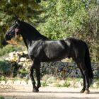 SONO NATO PER VINCERE