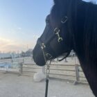 I CAVALLI E ALTRI EQUIDI… ANIMALI D’AFFEZIONE