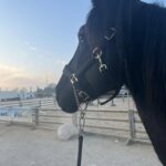 Questor di Sant'Angelo dei Piccoli