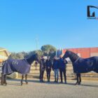 IL MURGESE COMPIE 100 ANNI, GLI ALLEVATORI VOLANO OLTRECONFINE