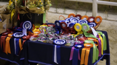 DRESSAGE ASSEGNATI I TITOLI REGIONALI ESTIVI